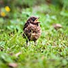 Closeup of a baby Common Blackbird (Turdus merula)