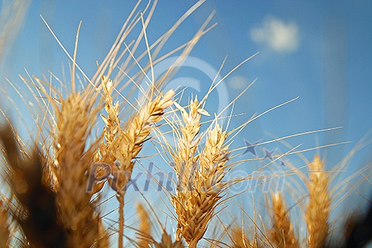 wheat and blue sky   (NIKON D80; 6.7.2007; 1/100 at f/7.1; ISO 100; white balance: Auto; focal length: 50 mm)