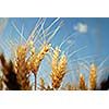 wheat and blue sky   (NIKON D80; 6.7.2007; 1/100 at f/7.1; ISO 100; white balance: Auto; focal length: 50 mm)