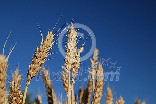 wheat and blue sky (NIKON D80; 6.7.2007; 1/80 at f/8; ISO 100; white balance: Auto; focal length: 50 mm) wheat and blue sky (NIKON D80; 6.7.2007; 1/80 at f/8; ISO 100; white balance: Auto; focal length: 50 mm)