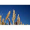 wheat and blue sky   (NIKON D80; 6.7.2007; 1/80 at f/8; ISO 100; white balance: Auto; focal length: 50 mm)