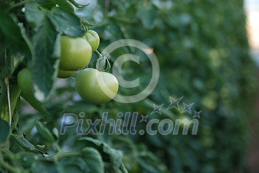 fresh tomatto in greenhouse (NIKON D80; 6.7.2007; 1/60 at f/2.8; ISO 320; white balance: Auto; focal length: 50 mm) fresh tomatto in greenhouse (NIKON D80; 6.7.2007; 1/60 at f/2.8; ISO 320; white balance: Auto; focal length: 50 mm)