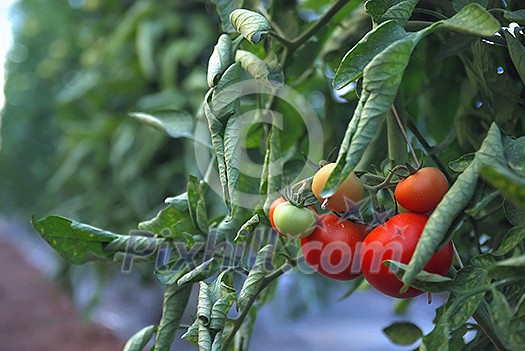 fresh tomatto in greenhouse   (NIKON D80; 6.7.2007; 1/60 at f/2.8; ISO 320; white balance: Auto; focal length: 50 mm)