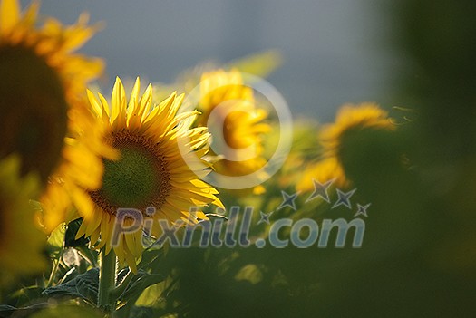 sunflower at sunny day (NIKON D80; 6.7.2007; 1/320 at f/6.3; ISO 400; white balance: Auto; focal length: 500 mm) sunflower at sunny day (NIKON D80; 6.7.2007; 1/320 at f/6.3; ISO 400; white balance: Auto; focal length: 500 mm)