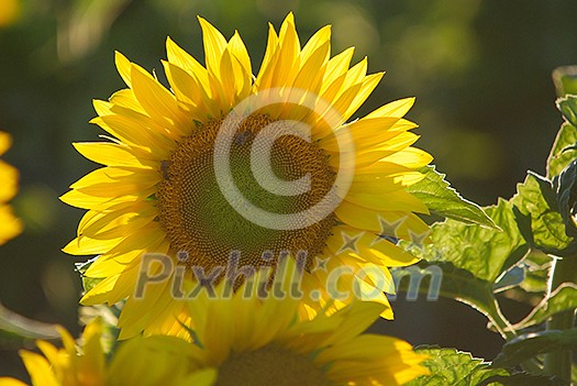 sunflower at sunny day   (NIKON D80; 6.7.2007; 1/320 at f/6.3; ISO 400; white balance: Auto; focal length: 500 mm)