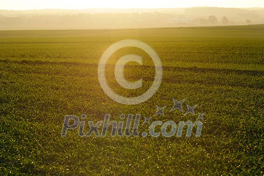 green grass on a background beautiful sunset in nature green grass on a background beautiful sunset in nature
