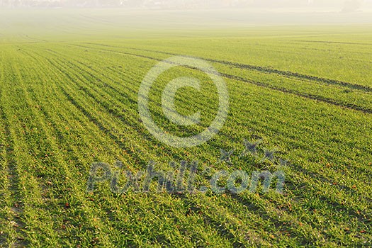 green grass on a background beautiful sunset in nature