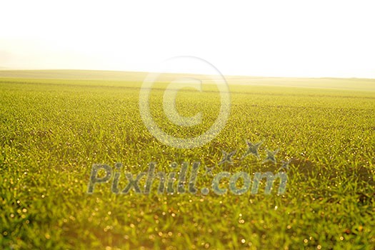 green grass on a background beautiful sunset in nature