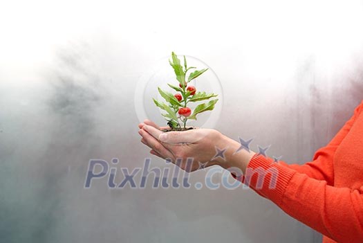growth concept with small plant in hand growth concept with small plant in hand
