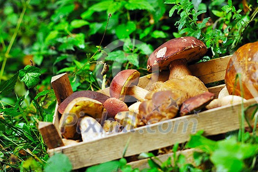 fresh mushroom healthy eco organic cultivated food outdoor in nature