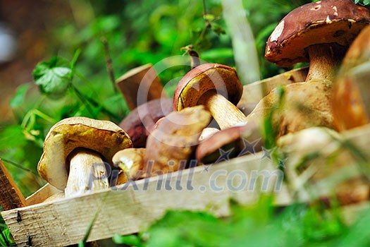 fresh mushroom healthy eco organic cultivated food outdoor in nature