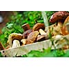 fresh mushroom healthy eco organic cultivated food outdoor in nature