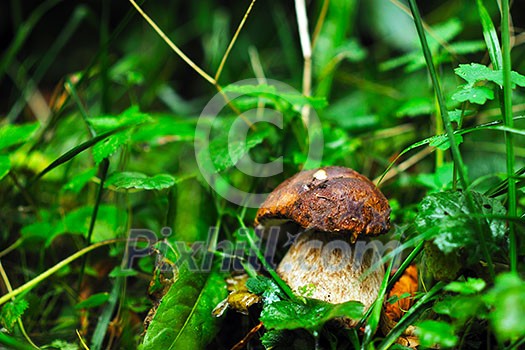 fresh mushroom healthy eco organic cultivated food outdoor in nature