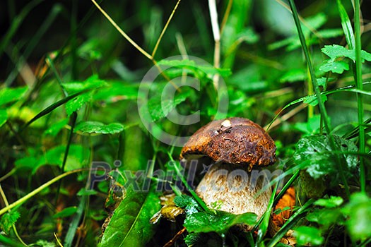 fresh mushroom healthy eco organic cultivated food outdoor in nature fresh mushroom healthy eco organic cultivated food outdoor in nature