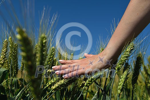 Hand in wheat field. Harvest and gold food concept