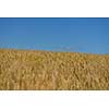 Golden wheat field with blue sky in background