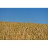 Golden wheat field with blue sky in background