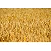 Golden wheat field with blue sky in background