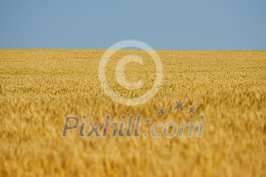 Golden wheat field with blue sky in background Golden wheat field with blue sky in background