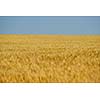 Golden wheat field with blue sky in background