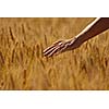 Hand in wheat field. Harvest and gold food agriculture  concept