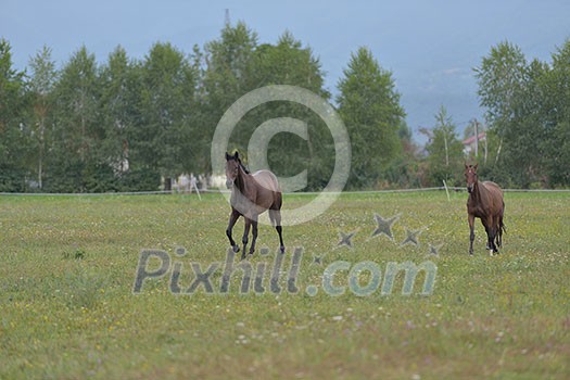 horse farm animal group in the field horse farm animal group in the field