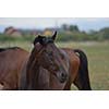 horse farm animal  group in the field