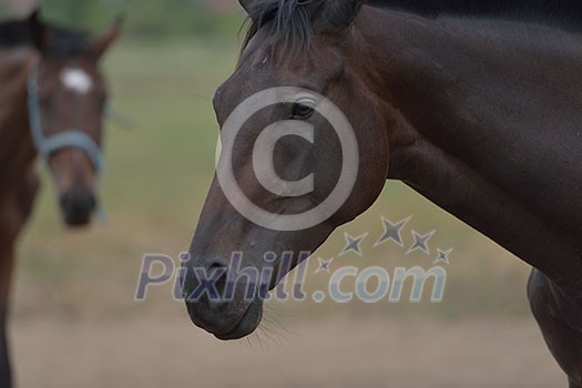 horse farm animal group in the field horse farm animal group in the field
