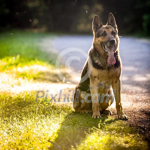Beautiful German Shepherd Dog (Alsatian) outdoors, in warm evening light Beautiful German Shepherd Dog (Alsatian) outdoors, in warm evening light