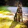 Beautiful German Shepherd Dog (Alsatian) outdoors, in warm evening light