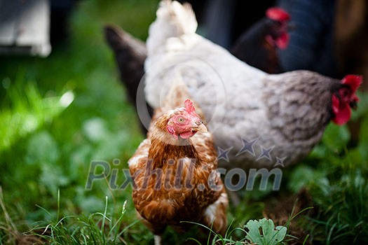 Closeup of a hen in a farmyard (Gallus gallus domesticus) Closeup of a hen in a farmyard (Gallus gallus domesticus)