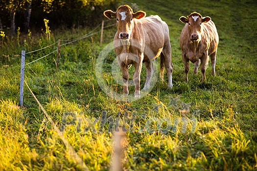 Cows grazing on a lovely green pasture Cows grazing on a lovely green pasture