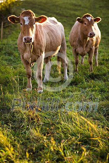 Cows grazing on a lovely green pasture Cows grazing on a lovely green pasture