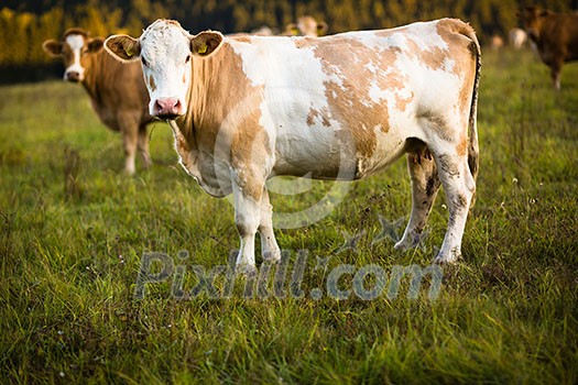 Cows grazing on a lovely green pasture