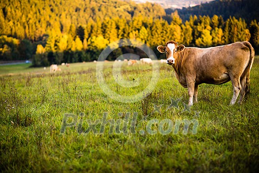 Cows grazing on a lovely green pasture Cows grazing on a lovely green pasture