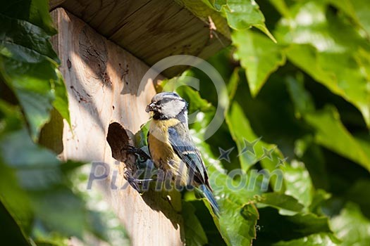 Blue tit (Cyanistes caeruleus) by a nesting box Blue tit (Cyanistes caeruleus) by a nesting box