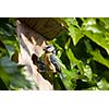 Blue tit (Cyanistes caeruleus) by a nesting box