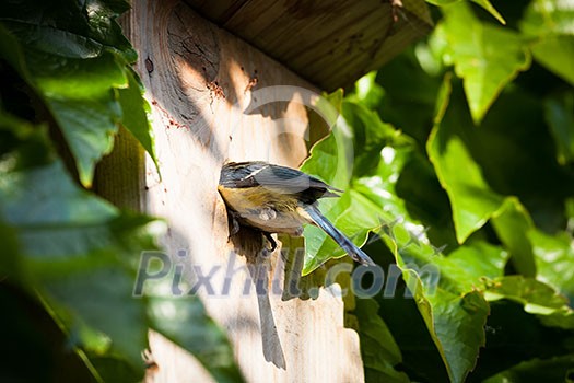Blue tit (Cyanistes caeruleus) by a nesting box Blue tit (Cyanistes caeruleus) by a nesting box