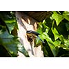 Blue tit (Cyanistes caeruleus) by a nesting box