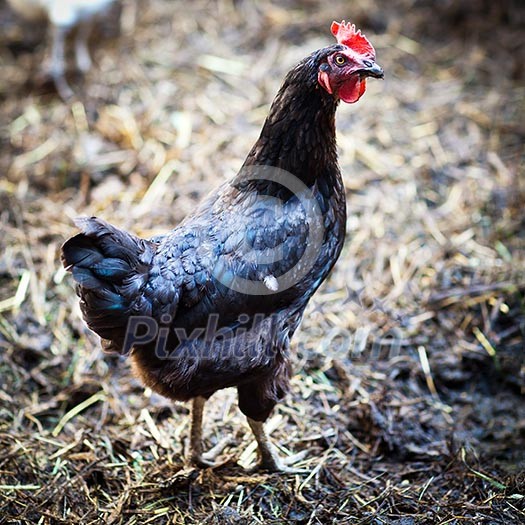 Closeup of a hen in a farmyard (Gallus gallus domesticus)