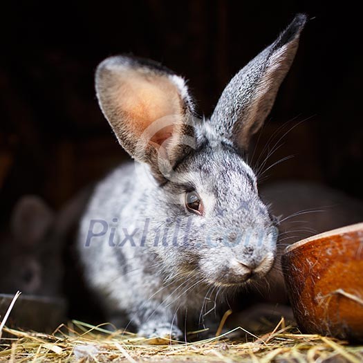 Cute rabbit popping out of a hutch (European Rabbit - Oryctolagus cuniculus) Cute rabbit popping out of a hutch (European Rabbit - Oryctolagus cuniculus)
