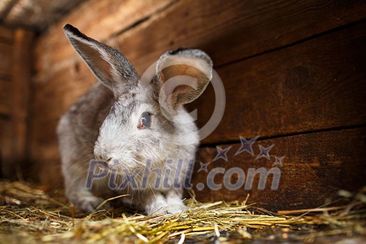 Cute rabbit popping out of a hutch (European Rabbit - Oryctolagus cuniculus)