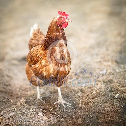 Closeup of a hen in a farmyard (Gallus gallus domesticus)