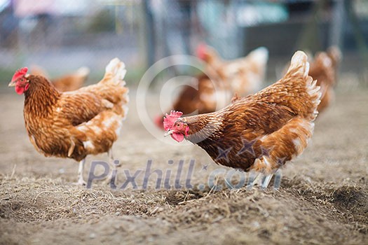 Closeup of a hen in a farmyard (Gallus gallus domesticus) Closeup of a hen in a farmyard (Gallus gallus domesticus)