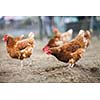 Closeup of a hen in a farmyard (Gallus gallus domesticus)