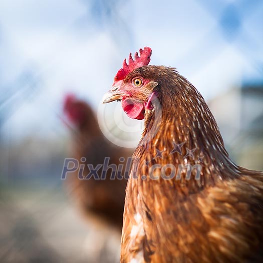 Closeup of a hen in a farmyard (Gallus gallus domesticus) Closeup of a hen in a farmyard (Gallus gallus domesticus)