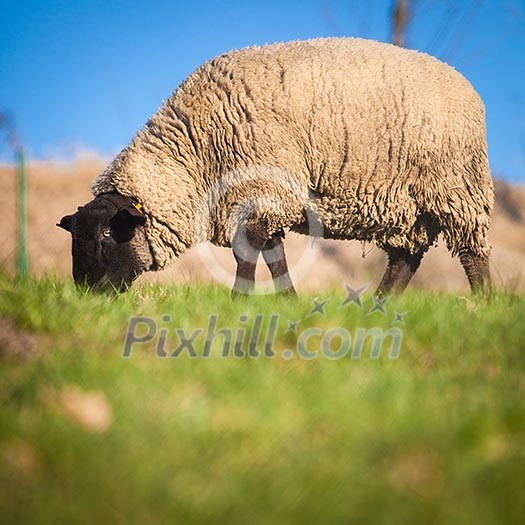 Suffolk black-faced sheep (Ovis aries) grazing on a meadow