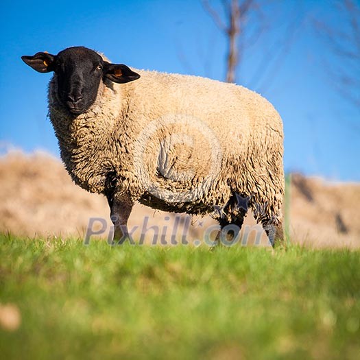 Suffolk black-faced sheep (Ovis aries) grazing on a meadow