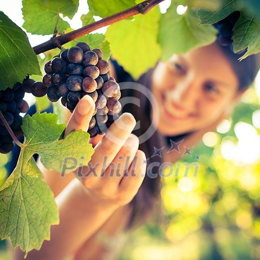 Grapes in a vineyard being checked by a female vintner (color toned image) Grapes in a vineyard being checked by a female vintner (color toned image)