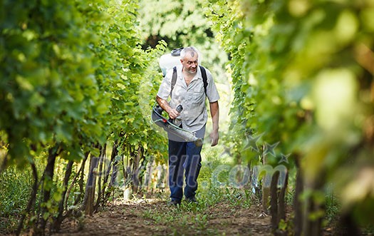 Vintner walking in his vineyard spraying chemicals on his vines